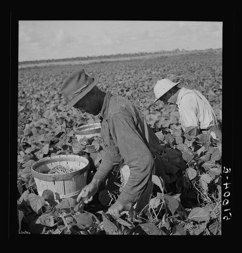 Untitled photo, possibly related to: Picking beans in Homestead, Florida