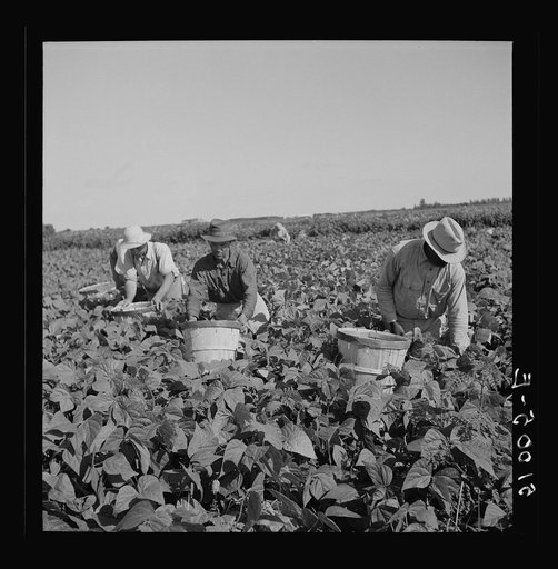 Picking beans in Homestead, Florida