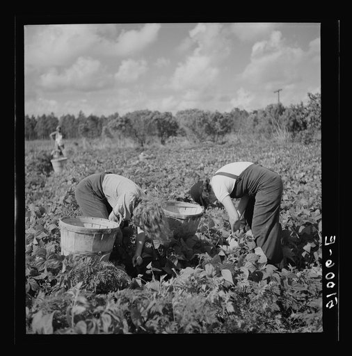 Untitled photo, possibly related to: Picking beans in Homestead, Florida