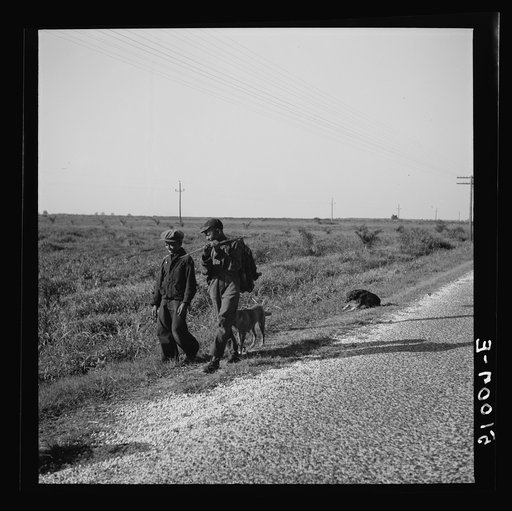 Bringing home some swamp rabbits caught by children and dogs in the muck and cane. It is their main source of meat. Near Belle Glade, Florida