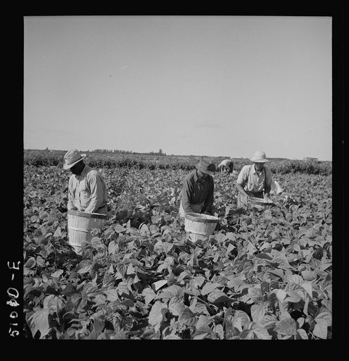 Untitled photo, possibly related to: Picking beans in Homestead, Florida