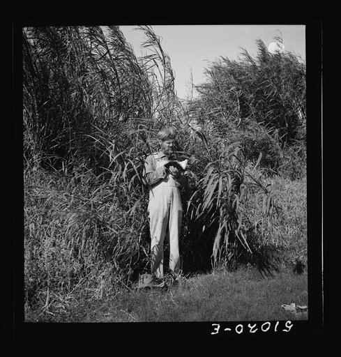 Wandering "preacher," often seen in the South. Belle Glade, Florida