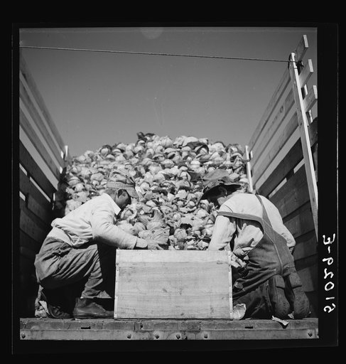Untitled photo, possibly related to: Packing cabbages in truck to go to market, from small truck farm of man from North Carolina. Near Belle Glade, Florida