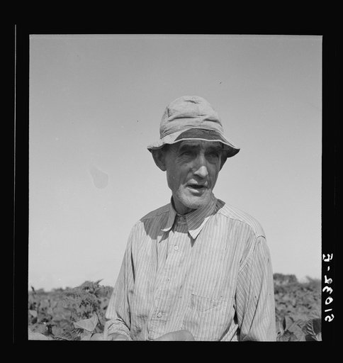Former railroad man from Tennessee picking beans.  Homestead, Florida