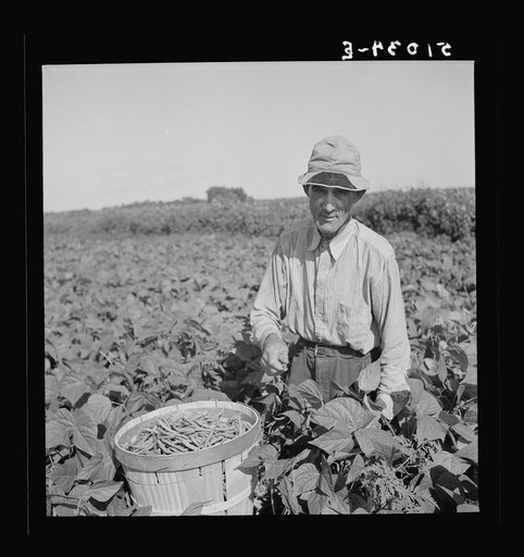 Untitled photo, possibly related to: Former railroad man from Tennessee picking beans. Homestead, Florida
