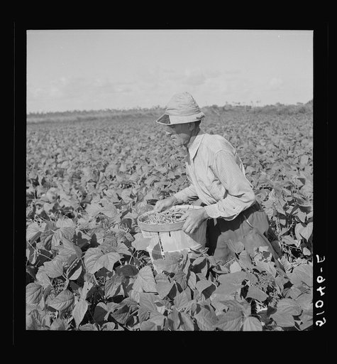 Former railroad man from Tennessee picking beans.  Homestead, Florida