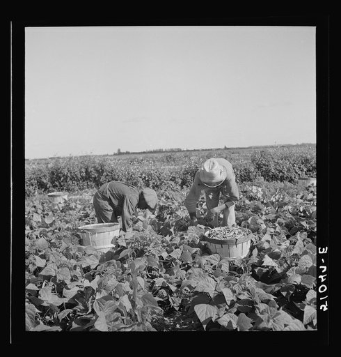 Untitled photo, possibly related to: Former railroad man from Tennessee picking beans. Homestead, Florida