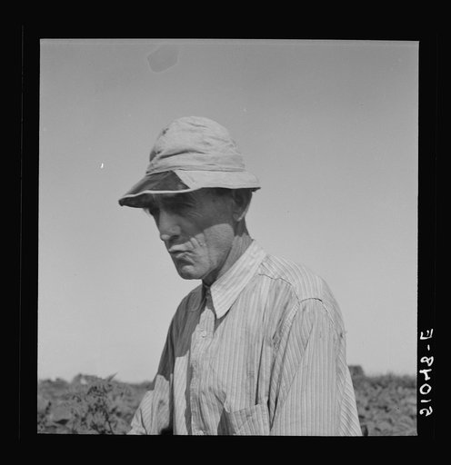 Untitled photo, possibly related to: Former railroad man from Tennessee picking beans. Homestead, Florida