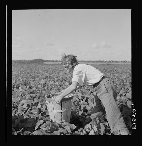 Woman from New Jersey picking beans.  Hampers are very heavy and must be moved along as one picks.  Homestead, Florida