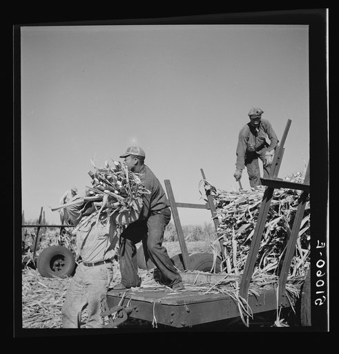 Untitled photo, possibly related to: Cut sugarcane being carried to the trucks for USSC (United States Sugar Corporation). Clewiston, Florida