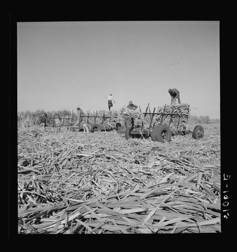 Untitled photo, possibly related to: Cut sugarcane being carried to the trucks for USSC (United States Sugar Corporation). Clewiston, Florida