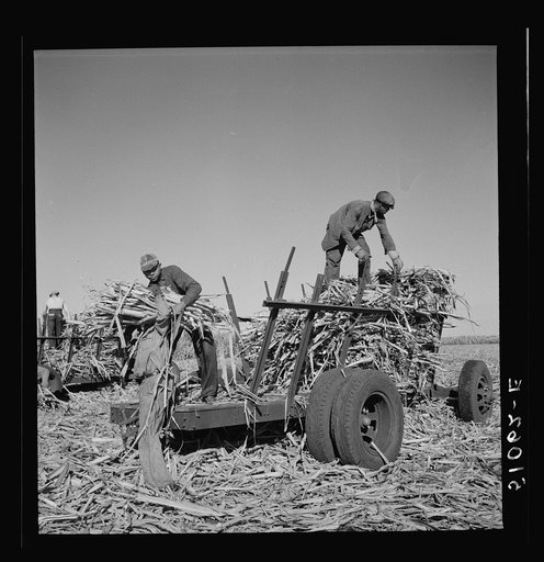 Untitled photo, possibly related to: Cut sugarcane being carried to the trucks for USSC (United States Sugar Corporation). Clewiston, Florida