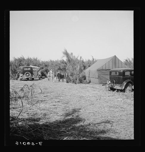 Migrant agricultural laborers' camps in the swamp cane. Belle Glade, Florida