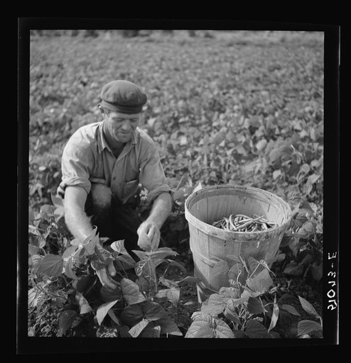 Untitled photo, possibly related to: Migrant laborers from Missouri picking beans. Homestead, Florida. Majority are Negroes