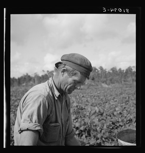 Migrant laborers from Missouri picking beans.  Homestead, Florida.  Majority are Negroes