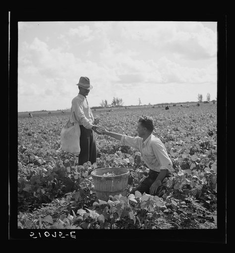 Untitled photo, possibly related to: Migrant laborers from Missouri picking beans. Homestead, Florida. Majority are Negroes