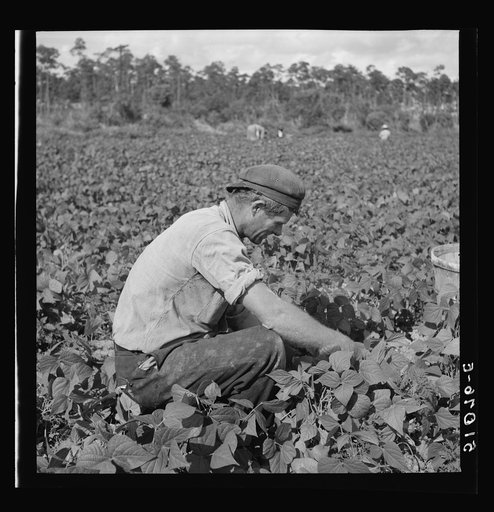 Untitled photo, possibly related to: Migrant laborers from Missouri picking beans. Homestead, Florida. Majority are Negroes