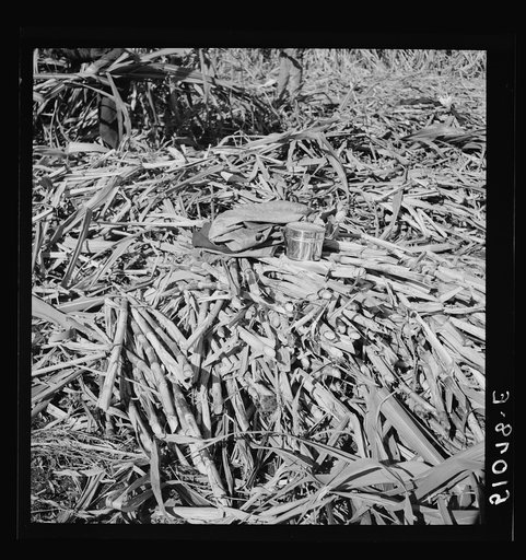 Negro cane cutter's dinner pail and jacket on heap of cut sugarcane for USSC (United States Sugar Corporation). Clewiston, Florida