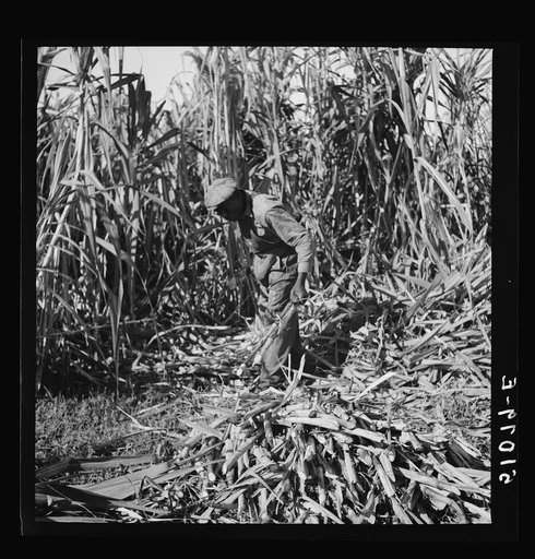 Untitled photo, possibly related to: Harvesting sugar cane for USSC (United States Sugar Corporation) near Clewiston, Florida