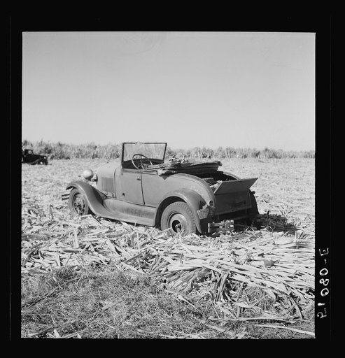 Untitled photo, possibly related to: Harvesting sugar cane for USSC (United States Sugar Corporation) near Clewiston, Florida