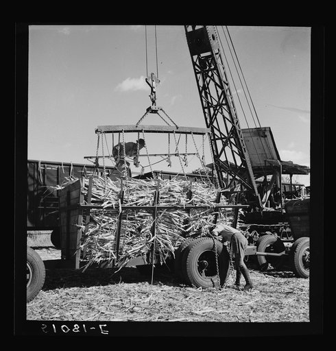 Sugarcane being hoisted from truck to waiting freight cars for USSC (United States Sugar Corporation)
