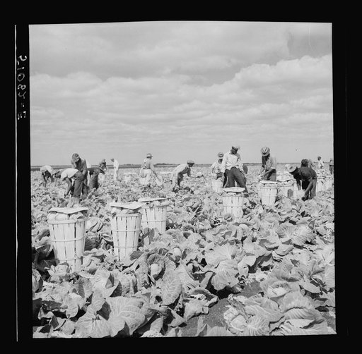 Untitled photo, possibly related to: Migrant laborers cutting cabbages near Lake Harbor in Lake Okeechobee region, Florida