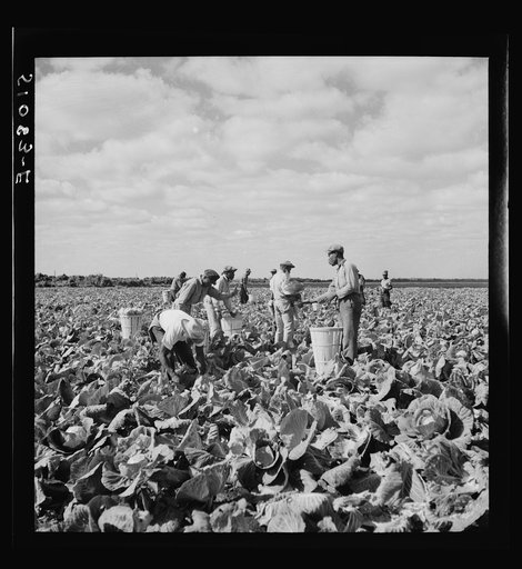 Untitled photo, possibly related to: Migrant laborers cutting cabbages near Lake Harbor in Lake Okeechobee region, Florida