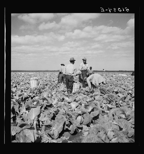 Untitled photo, possibly related to: Migrant laborers cutting cabbages near Lake Harbor in Lake Okeechobee region, Florida