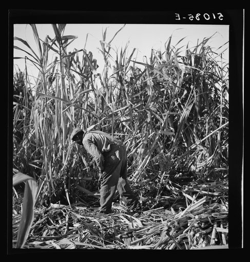 Untitled photo, possibly related to: Harvesting sugar cane for USSC (United States Sugar Corporation) near Clewiston, Florida
