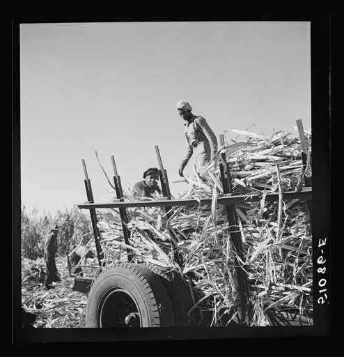 Untitled photo, possibly related to: Cut sugarcane being carried to the trucks for USSC (United States Sugar Corporation). Clewiston, Florida