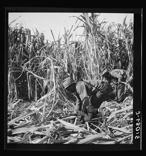 Untitled photo, possibly related to: Harvesting sugar cane for USSC (United States Sugar Corporation) near Clewiston, Florida