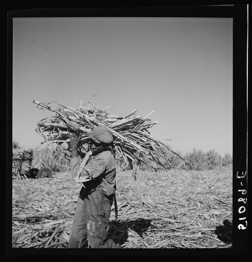Cut sugarcane being carried to the trucks for USSC (United States Sugar Corporation). Clewiston, Florida
