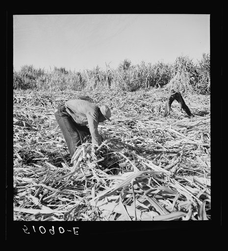 Untitled photo, possibly related to: Harvesting sugar cane for USSC (United States Sugar Corporation) near Clewiston, Florida