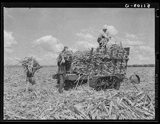 Sugarcane being harvested and loaded for USSC (United States Sugar Corporation) near Clewiston, Florida