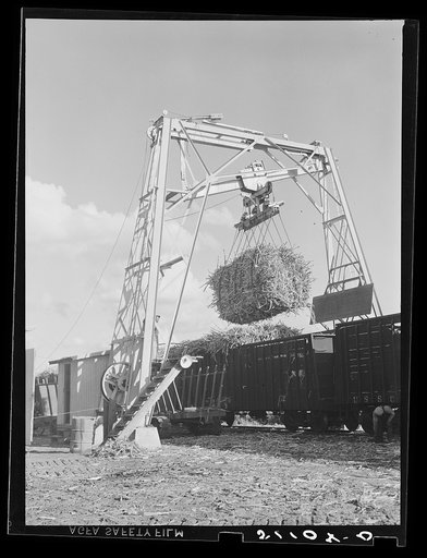 Loading sugarcane into cars to be taken to the sugar mill of USSC (United States Sugar Corporation). Clewiston, Florida
