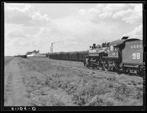 USSC (United States Sugar Corporation) hauls sugarcane from the fields to its mill by their own railroad system. Clewiston, Florida