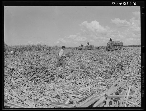 Harvesting sugarcane. Loading cars to be taken to the mill for USSC (United States Sugar Corporation). Clewiston, Florida