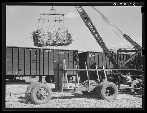 Loading sugarcane for USSC (United States Sugar Corporation) near Clewiston, Florida