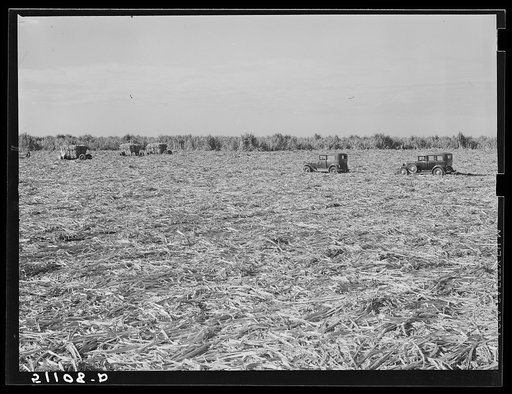 Harvesting sugar cane for USSC (United States Sugar Corporation) near Clewiston, Florida