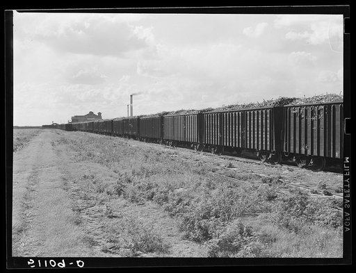 USSC (United States Sugar Corporation) hauls sugarcane from the fields to its mill by their own railroad system.  Clewiston, Florida