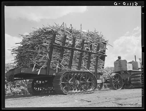 Sugarcane being hauled from the fields to railroad cars for transportation to USSC (United States Sugar Corporation) mill. Near Clewiston, Florida