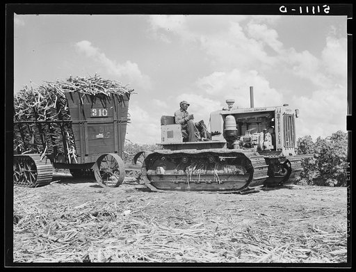 Sugarcane being hauled from the fields to railroad cars for transportation to USSC (United States Sugar Corporation) mill. Near Clewiston, Florida