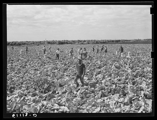 Cutting cabbages; some migrant labor. Near Lake Harbor, Florida