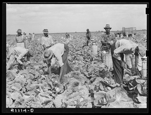Migrant laborers cutting cabbages near Lake Harbor in Lake Okeechobee region, Florida