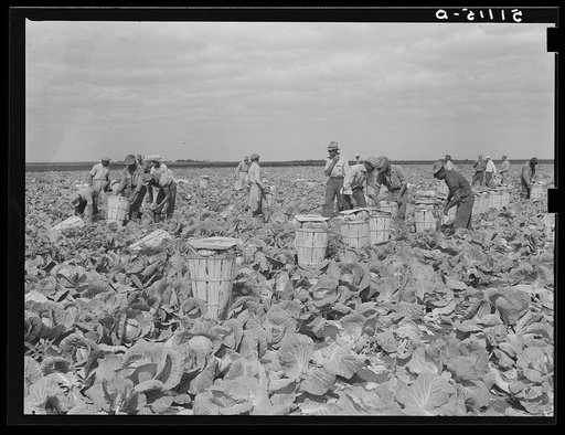 Cutting cabbages; some migrant labor. Near Lake Harbor, Florida