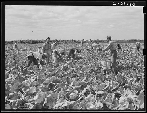 Cutting cabbages; some migrant labor. Near Lake Harbor, Florida