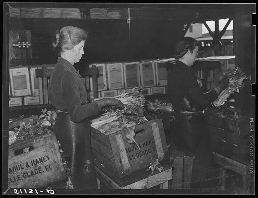 Migratory packinghouse worker crating celery. Belle Glade, Florida