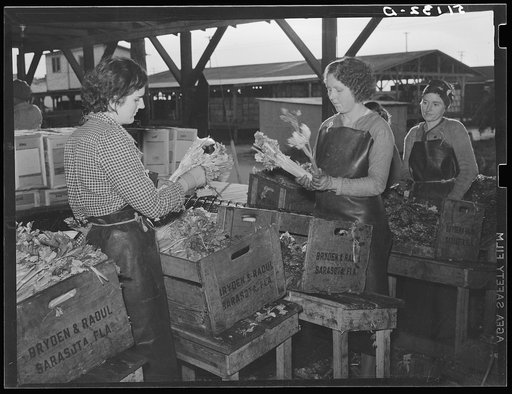 Migratory packinghouse workers crating celery. Belle Grade, Florida