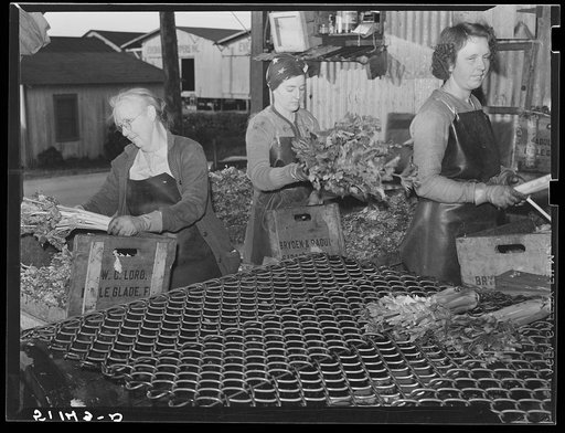 Migrant packinghouse workers crating celery. The amount of work depends on quantity of produce available. If many truckloads come in, they may work all night; otherwise, only an hour or two. If there is a frost (freeze-out) or drought, they may have to wait six or eight weeks for work in the next cr