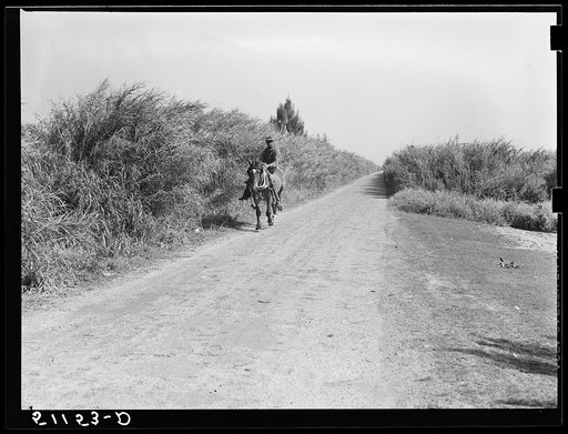 Swamp cane along canals near migrant laborer's camps. Belle Glade, Florida